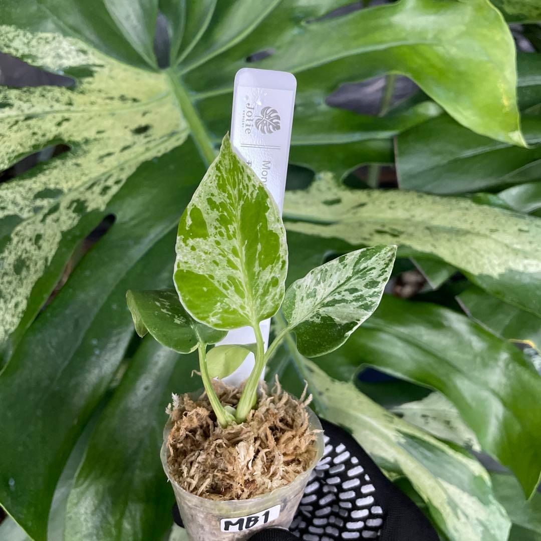 MB1 モンステラ　デリシオーサ　ベトシオーサ　2寸ポリポット　ネコポス発送