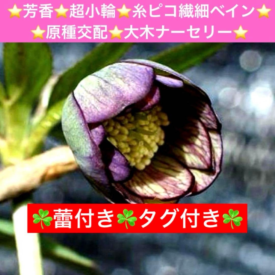 も*子様 ☘️蕾付き☘️タグ付き☘️3381⭐️芳香⭐️超小輪⭐️糸ピコ繊細ベイ