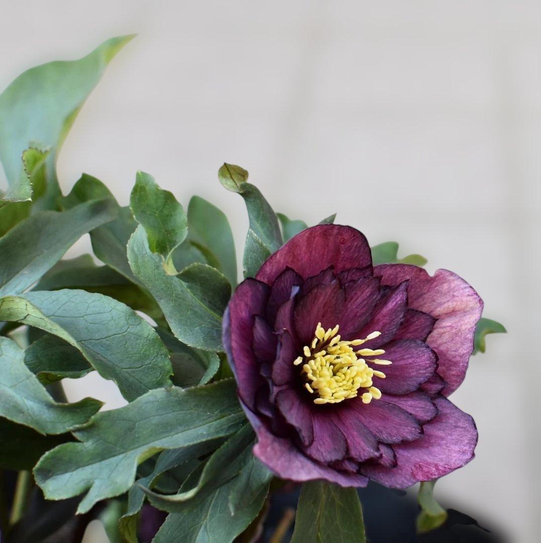 広瀬園芸 ダークパープルグラデーション クリスマスローズ 開花株