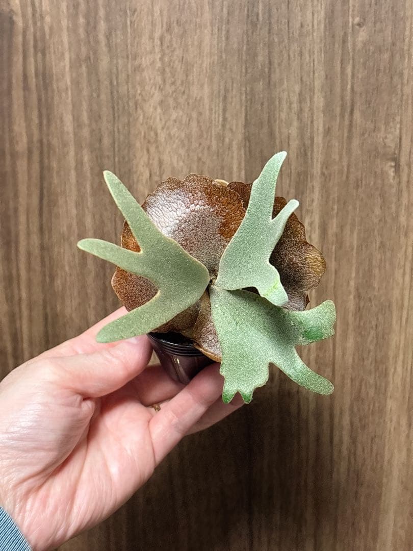 goul4711  26393OR.OO.A056KB.01 CODE 11.59 バイ オーデマ ピゲ クロノグラフ