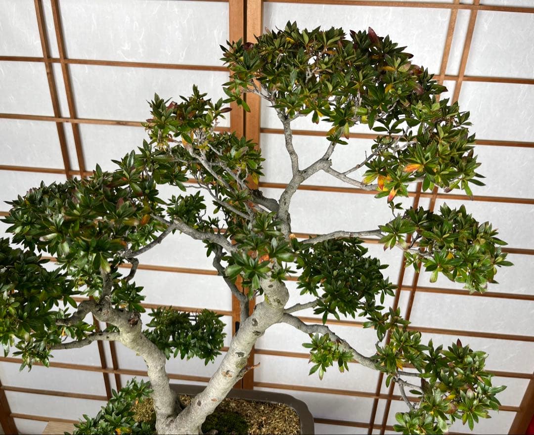 皐月(さつき)】 緋光琳(ひこうりん) 盆栽 素材