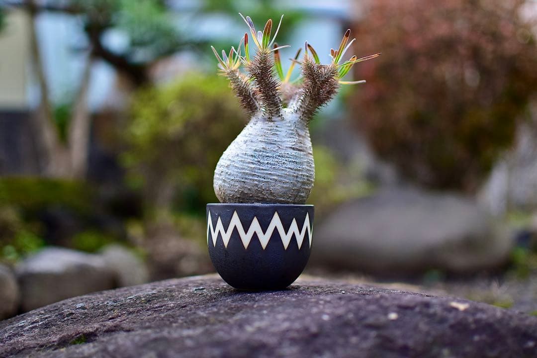 【tomi様】【休眠中】パキポディウム・グラキリス 現地球 VALIEM⑤