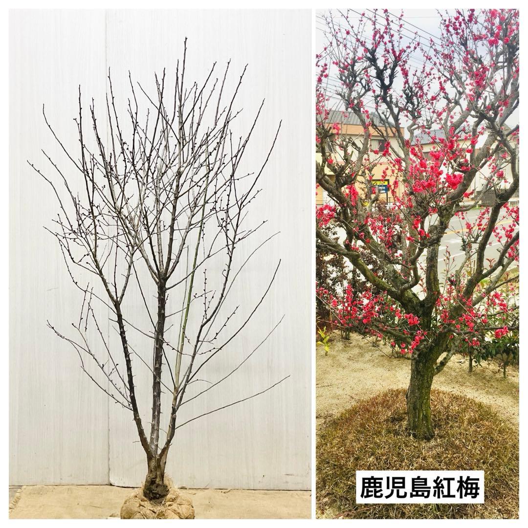 鹿児島紅梅　　梅　/ 37