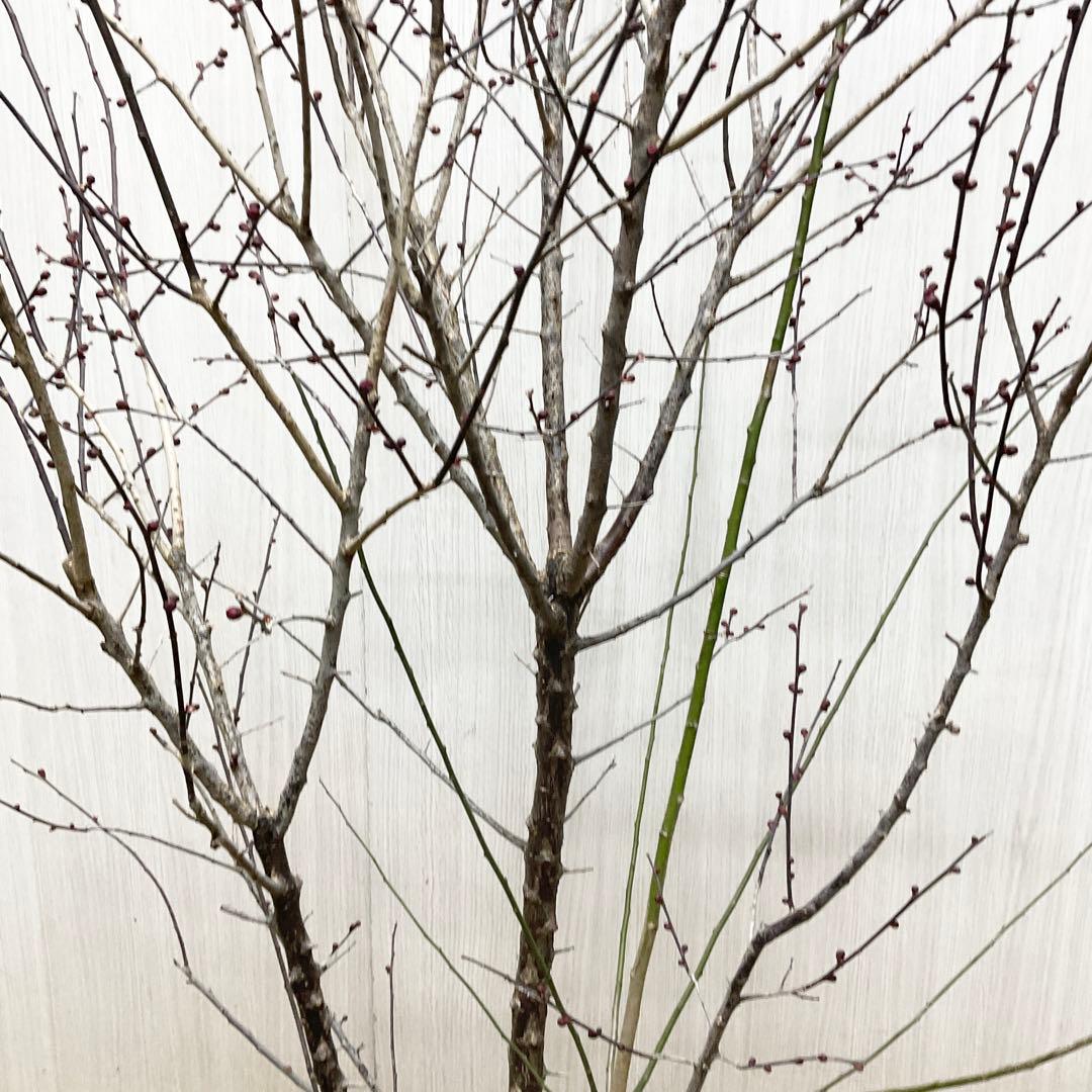 鹿児島紅梅 梅 / 37