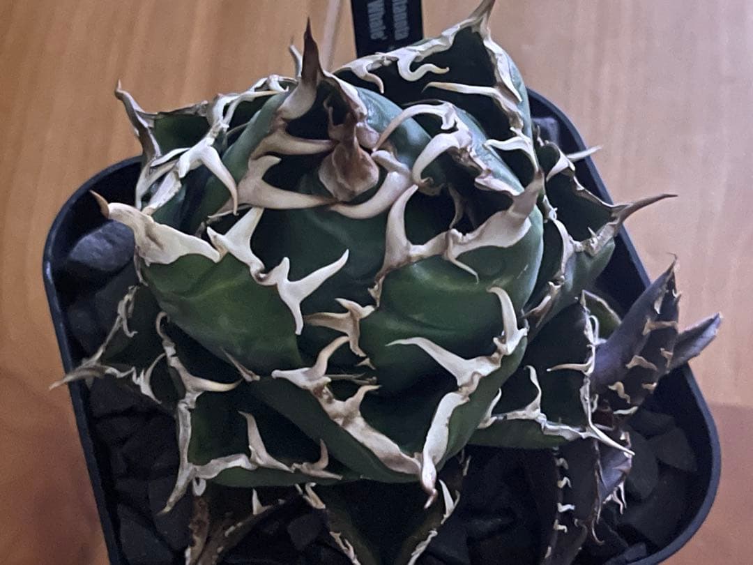 アガベ　オテロイ　白鯨　プレステラ120深