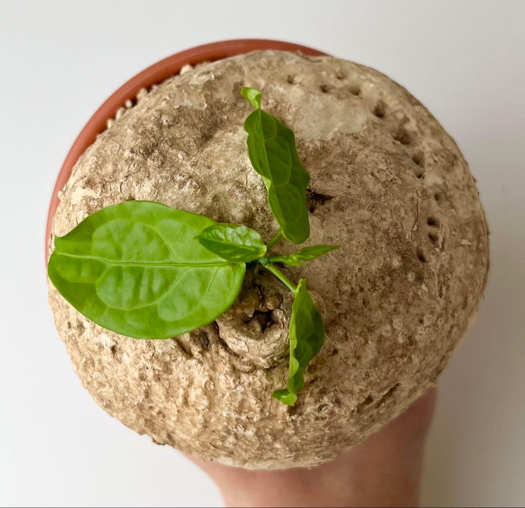 激レア/大株/塊根植物】アデニア ペナンギアナ 鉢植え - メルカリ