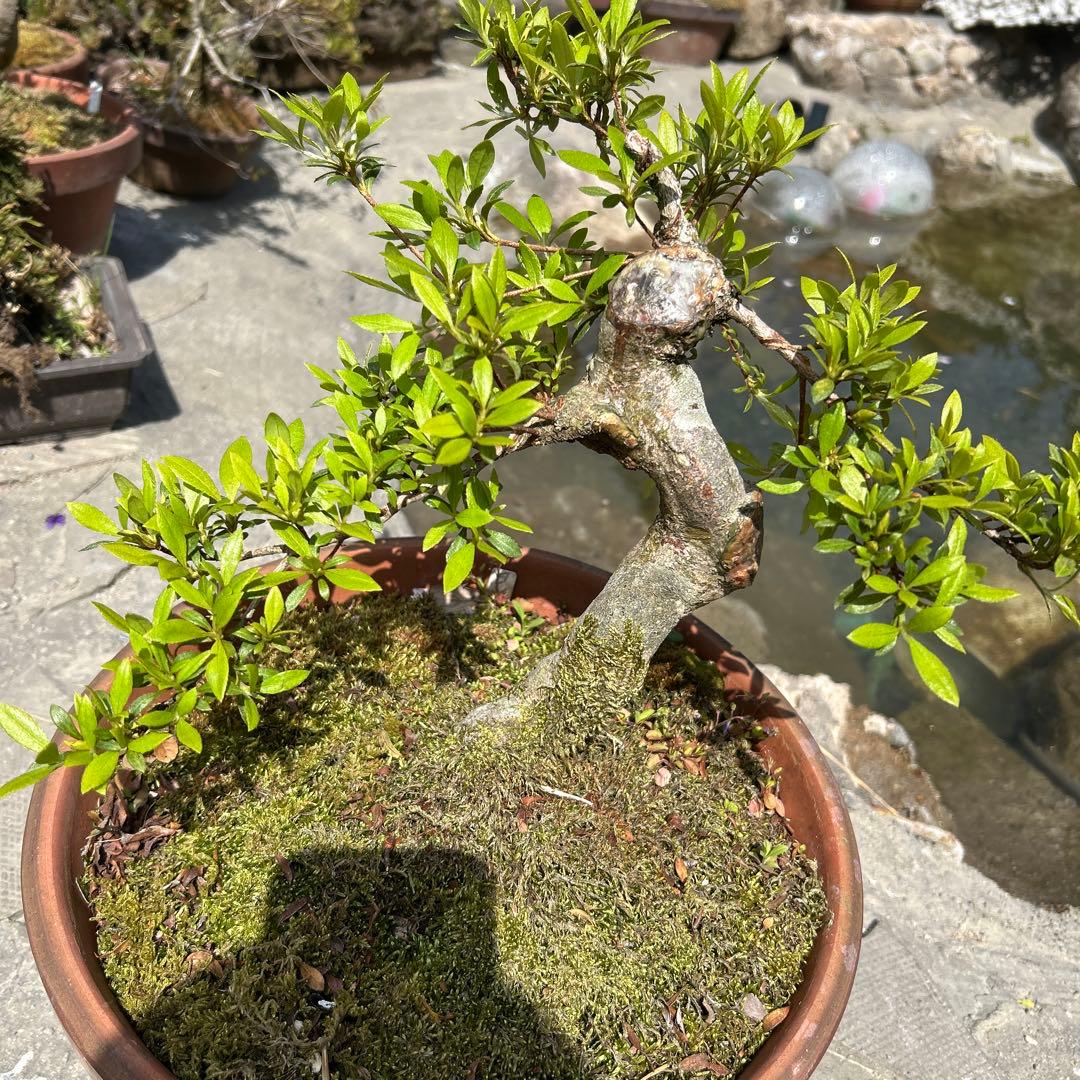 竜神蔦 中型 盆栽 陶器鉢 緑の葉 竜神蔦 中型 盆栽 陶器鉢 緑