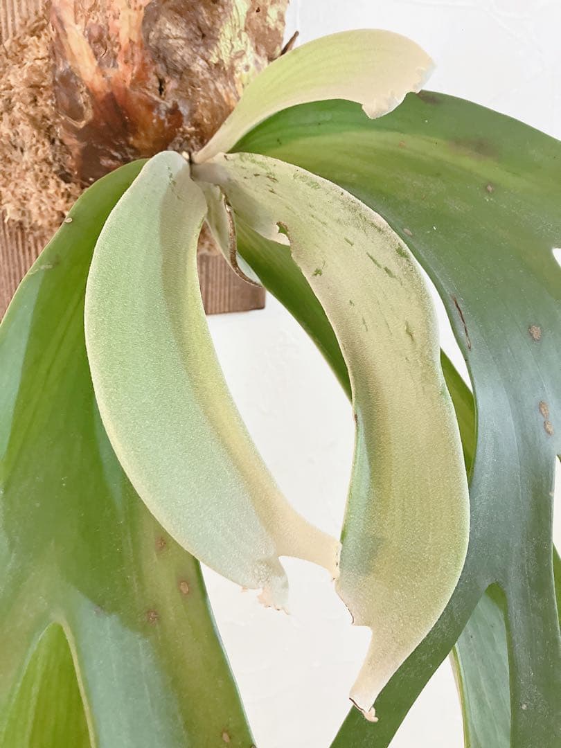 特大ビカクシダ ウィリンキーwild