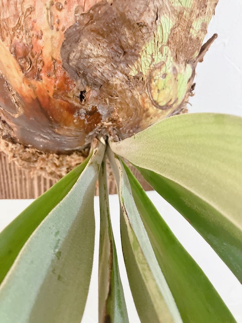 特大ビカクシダ ウィリンキーwild