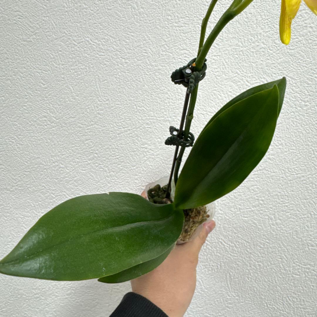 洋ラン 洋蘭 胡蝶蘭 交配種 コチョウラン Phal.Rochelle ロシェル