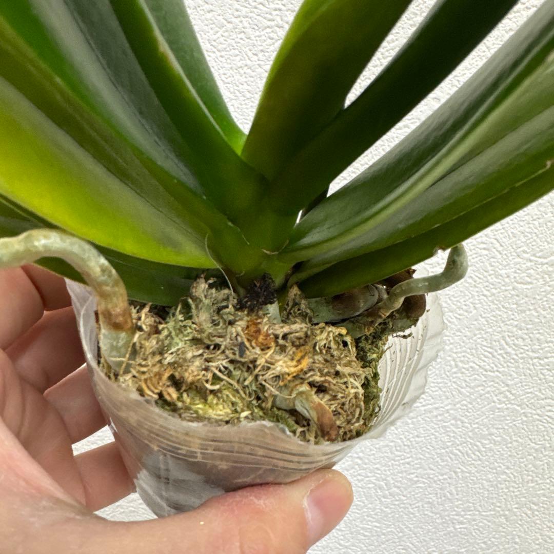 洋ラン 洋蘭 胡蝶蘭 交配種 コチョウラン Phal.Rochelle ロシェル