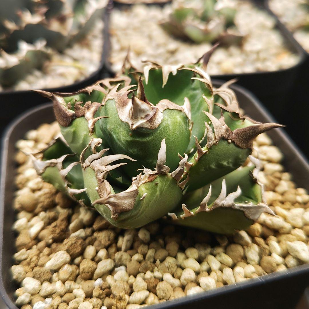 アガベ　チタノタ　クラウン　皇冠　親株