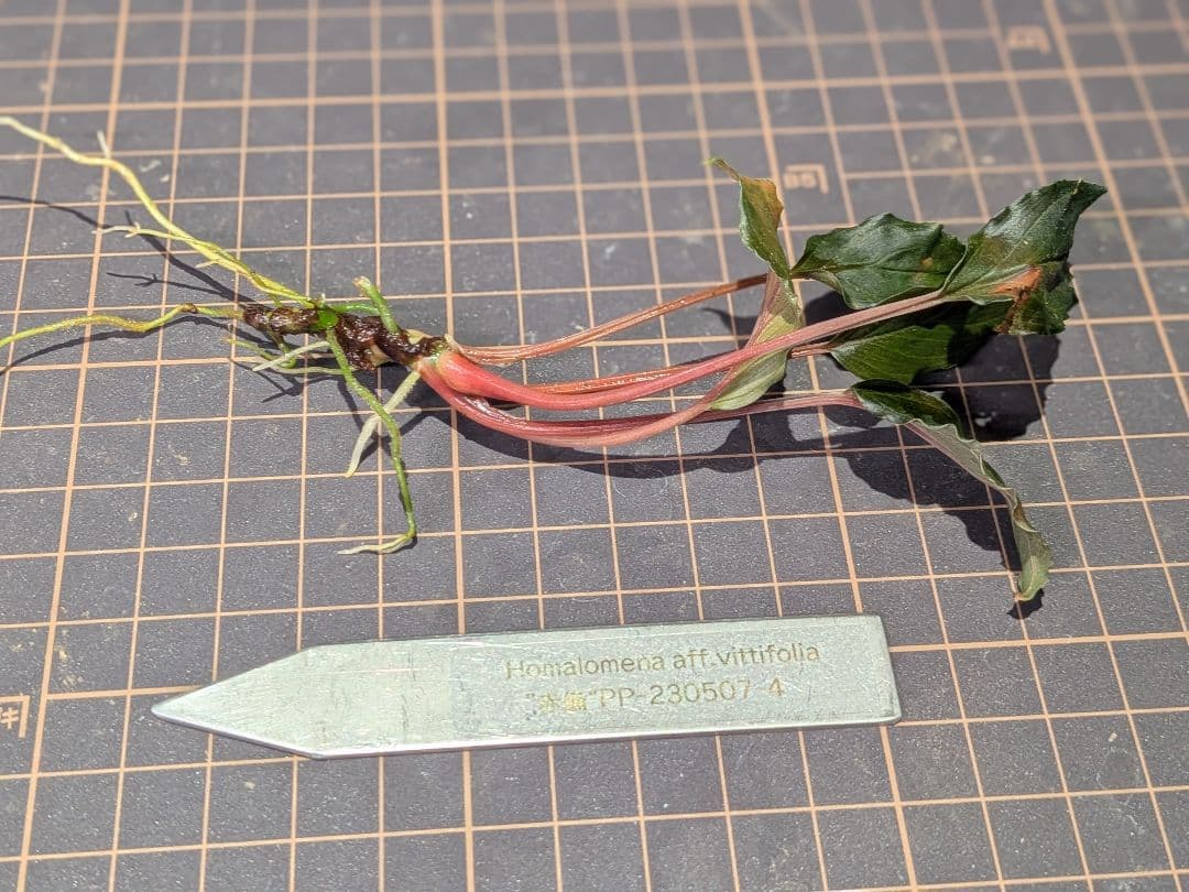 Homalomena aff. vitifolius 赤備 - メルカリ