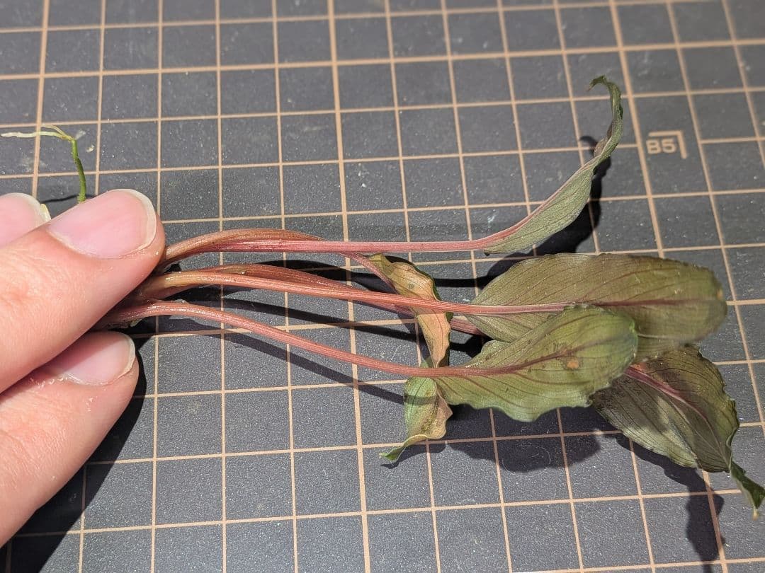 Homalomena aff. vitifolius 赤備 - メルカリ