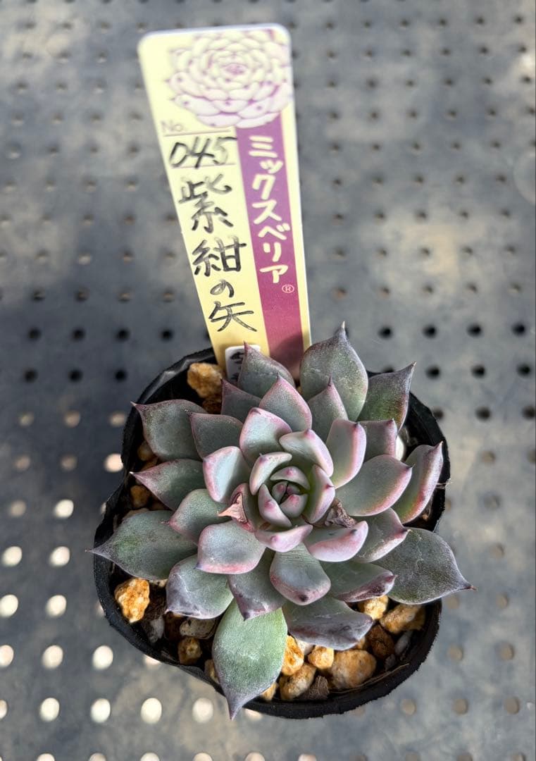 紫紺の矢 ミックスベリア おらいさん苗 抜き苗 多肉植物 - メルカリ