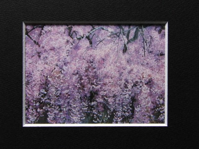 三栖右嗣、爛漫、希少画集画、新品高級額・額装付、状態良好