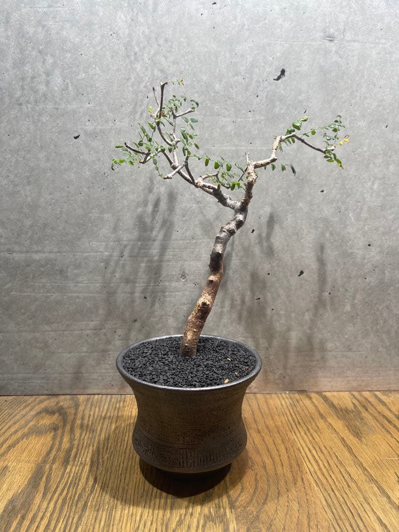 に*)様 コミフォラモンストローサ コミフォラモンストローサ実生株。 なかなか思うように成長してくれ