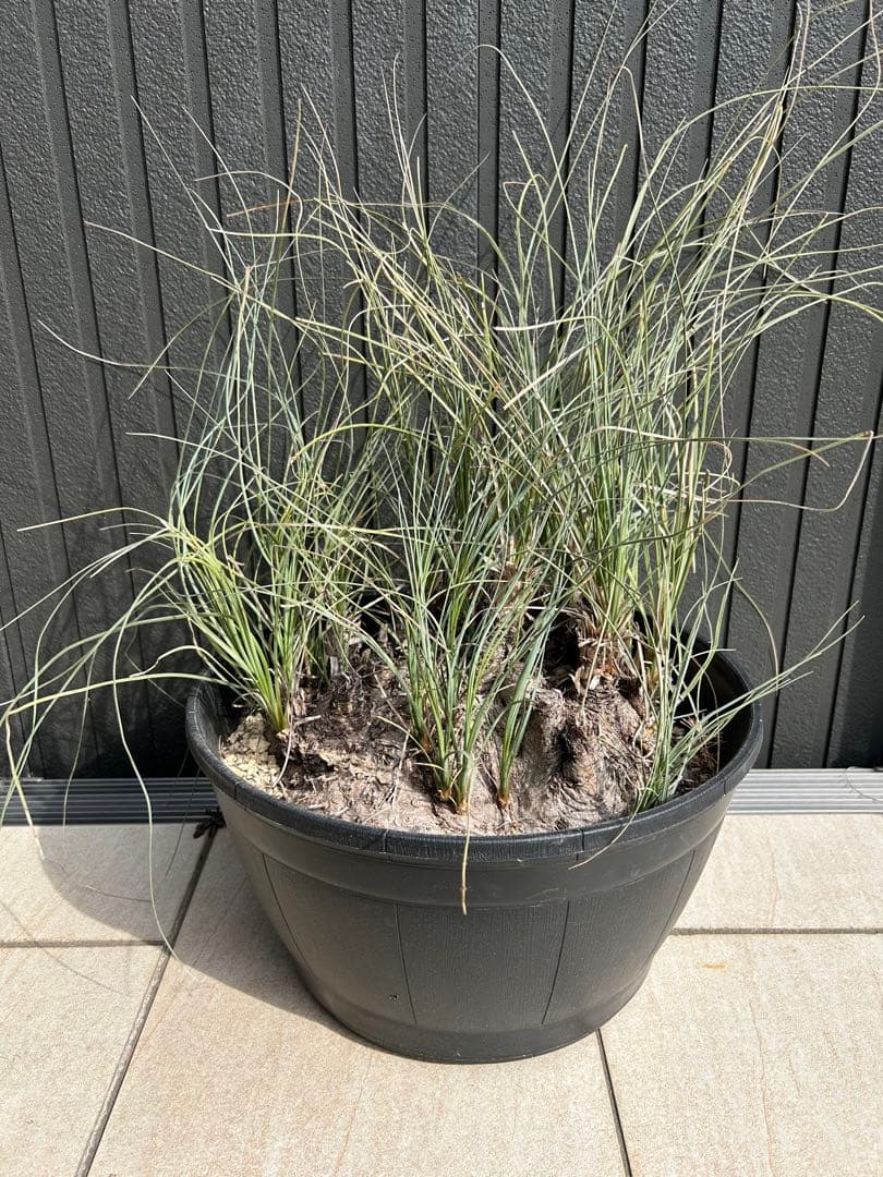 特大株 カリバナス・フーケリー　国内3年管理 発根株 カリバナスフーケリー