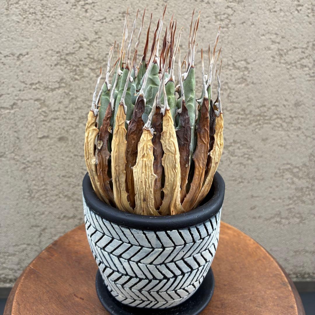 ★アガベ ユタエンシス エボリスピナ陽炎