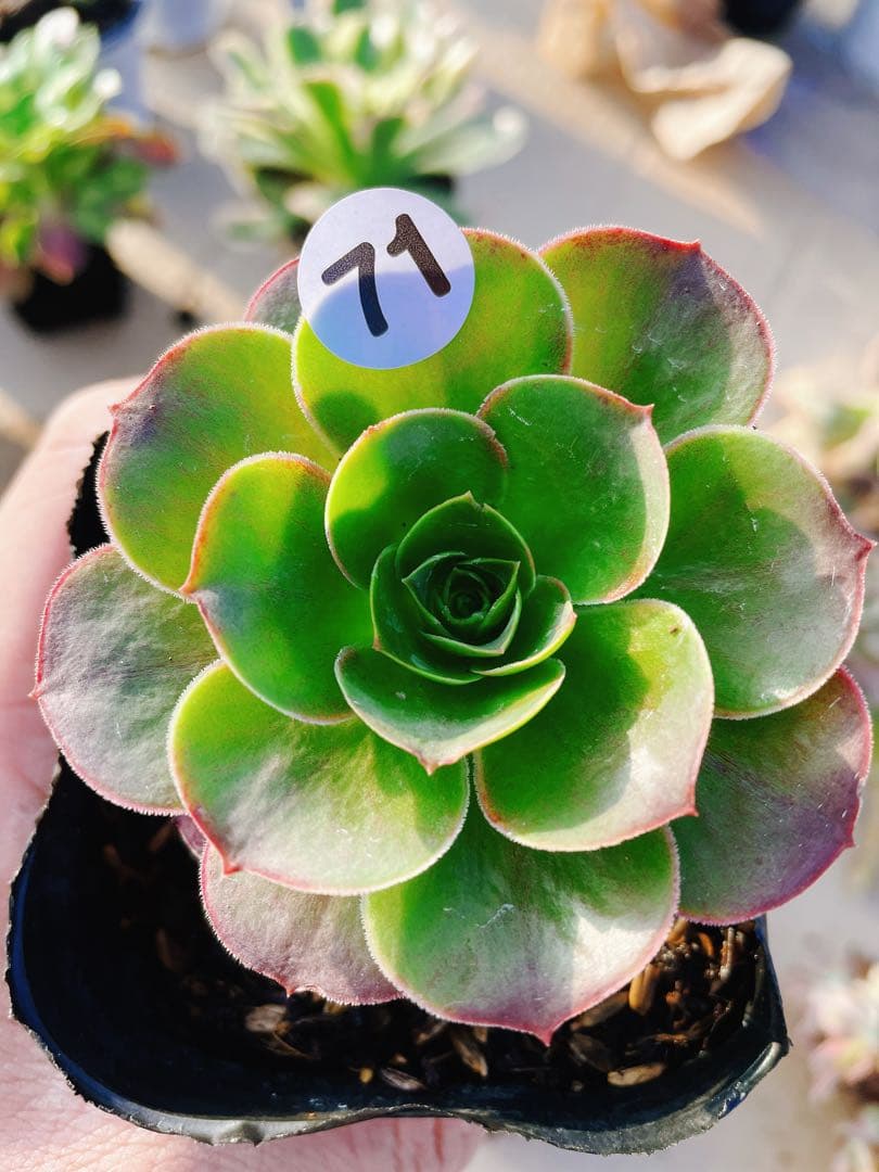 よ*ん様 71 魅金ローズ 多肉植物 アエオニウム 抜き苗 - メルカリ