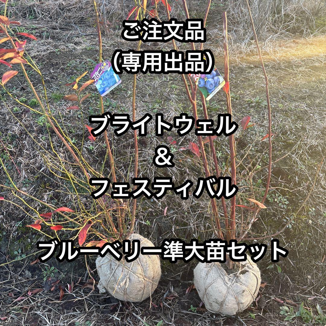 ご注文品　ブライトウェル＆フェスティバル　ブルーベリー準大苗セット