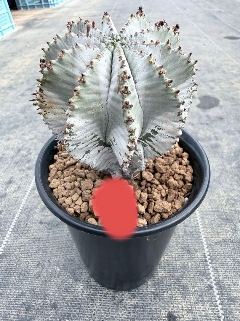 ホリダ　ユーフォルビア　バリダ　オベサ