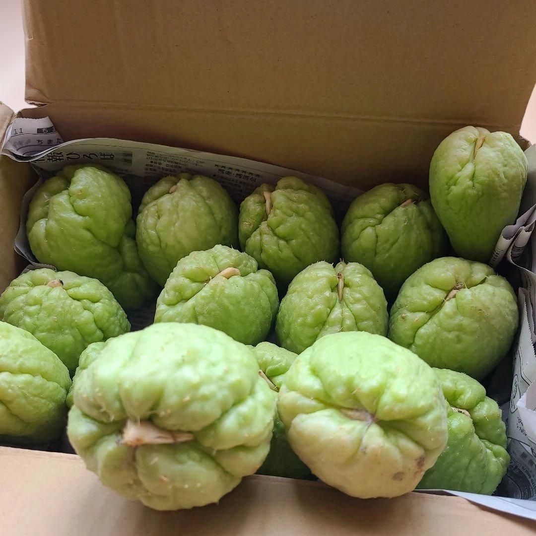 ハヤトウリ種　15個