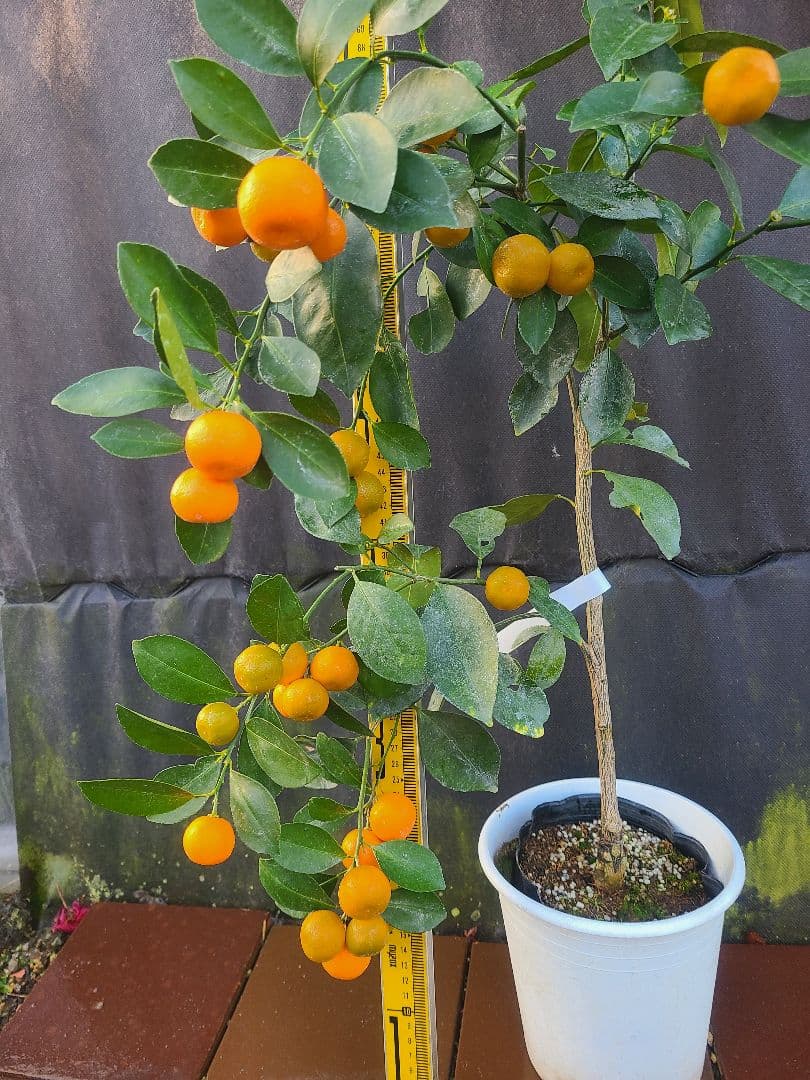 ①タチバナ（橘）実付き大株 6号鉢 接木3年生苗日本固有柑橘・耐寒性◎ 現品発送