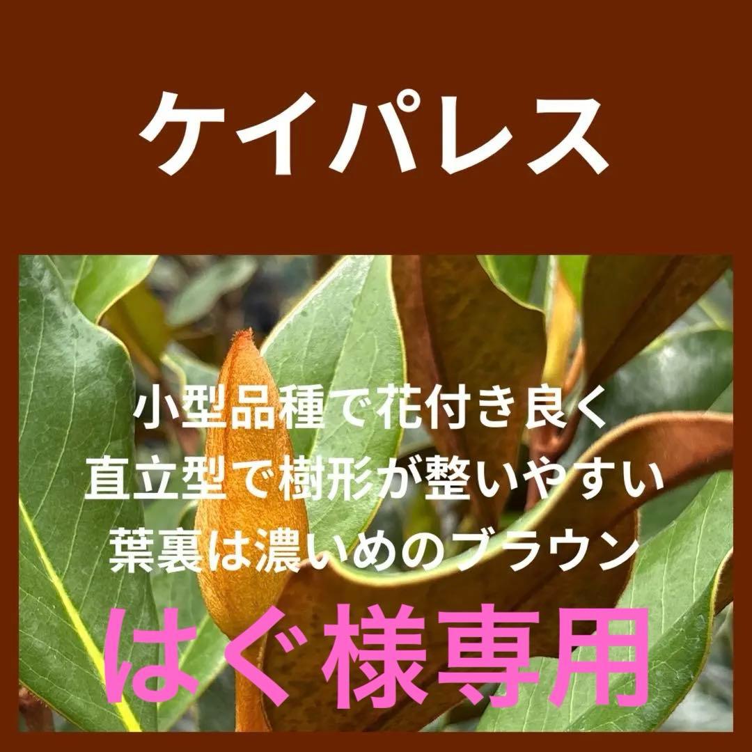 36.ケイパレス マグノリア 泰山木 タイサンボク 苗 苗木 小型品種