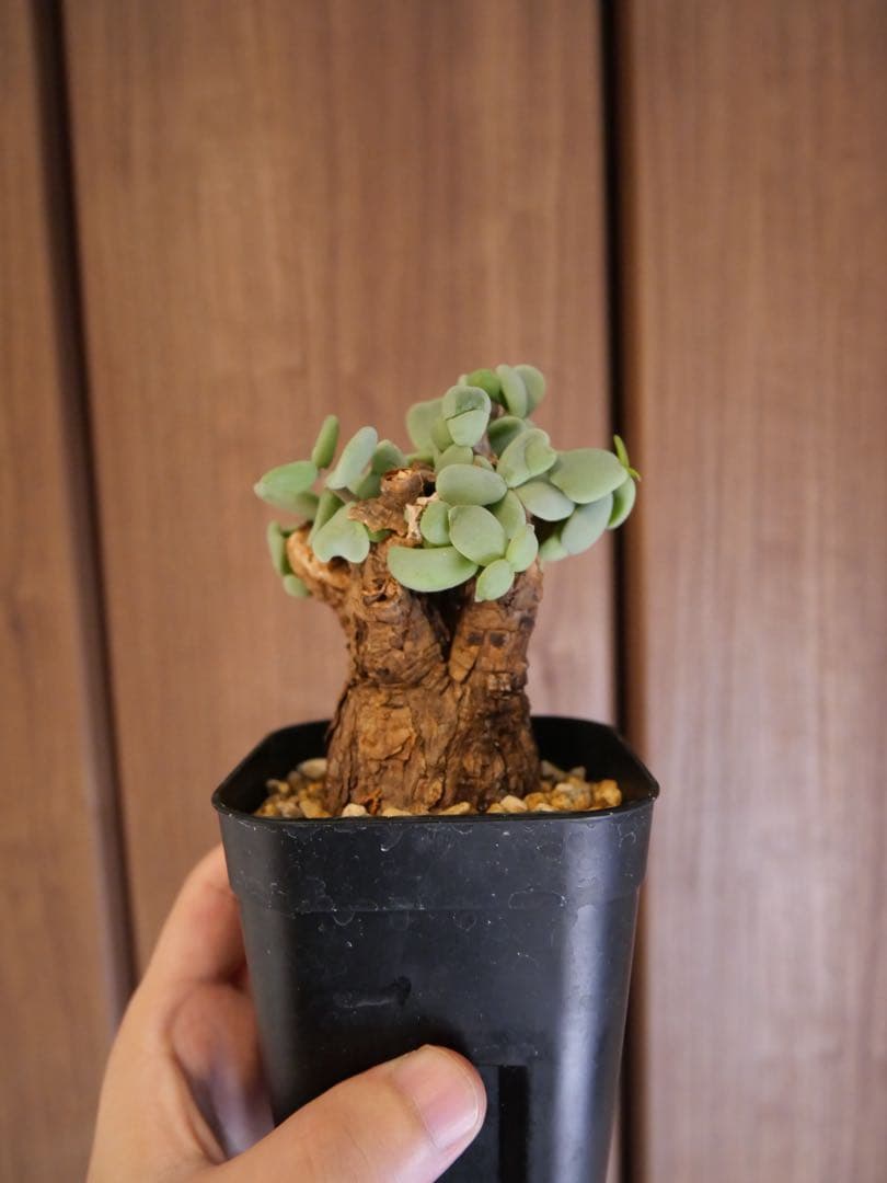 ケラリア　ピグマエア　現地株　発根済