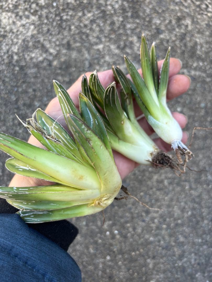 アガベ 笹の雪 極上株 子株3カブセット