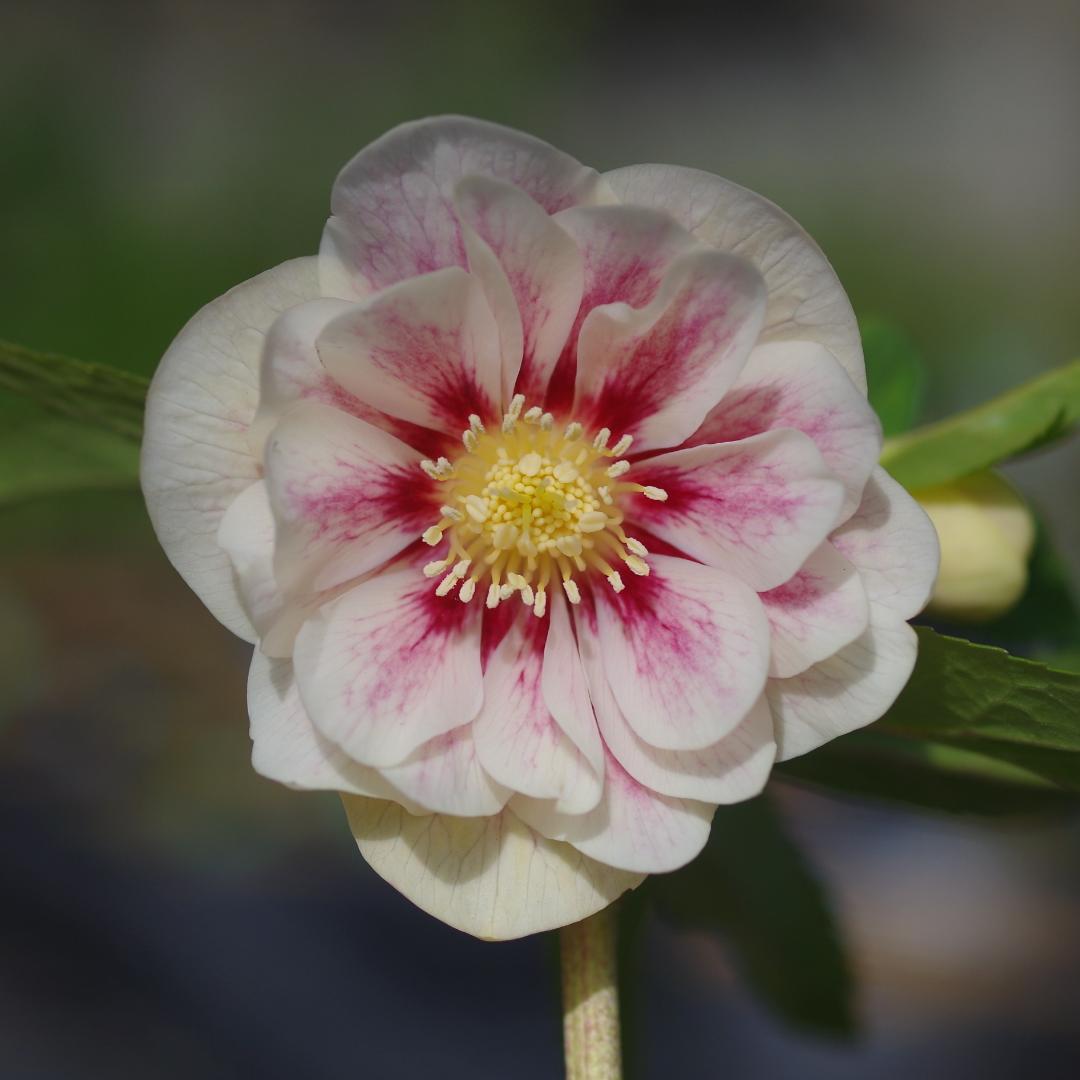 5654 認定プリマヴェーラゴールド クリスマスローズ開花 加藤農園