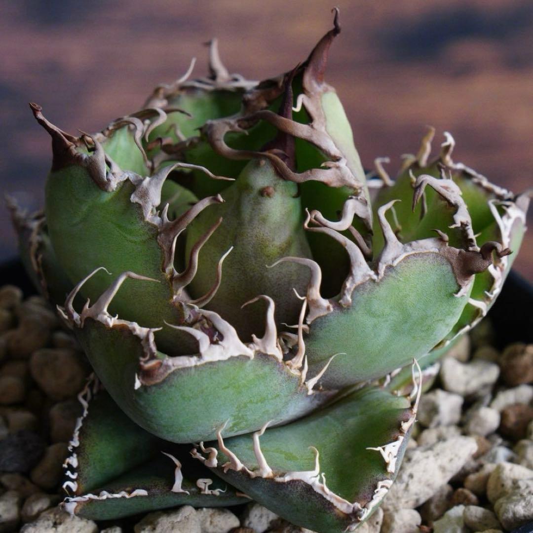 051】アガベ オテロイ 実生 超選抜／抜き苗発送 - メルカリ