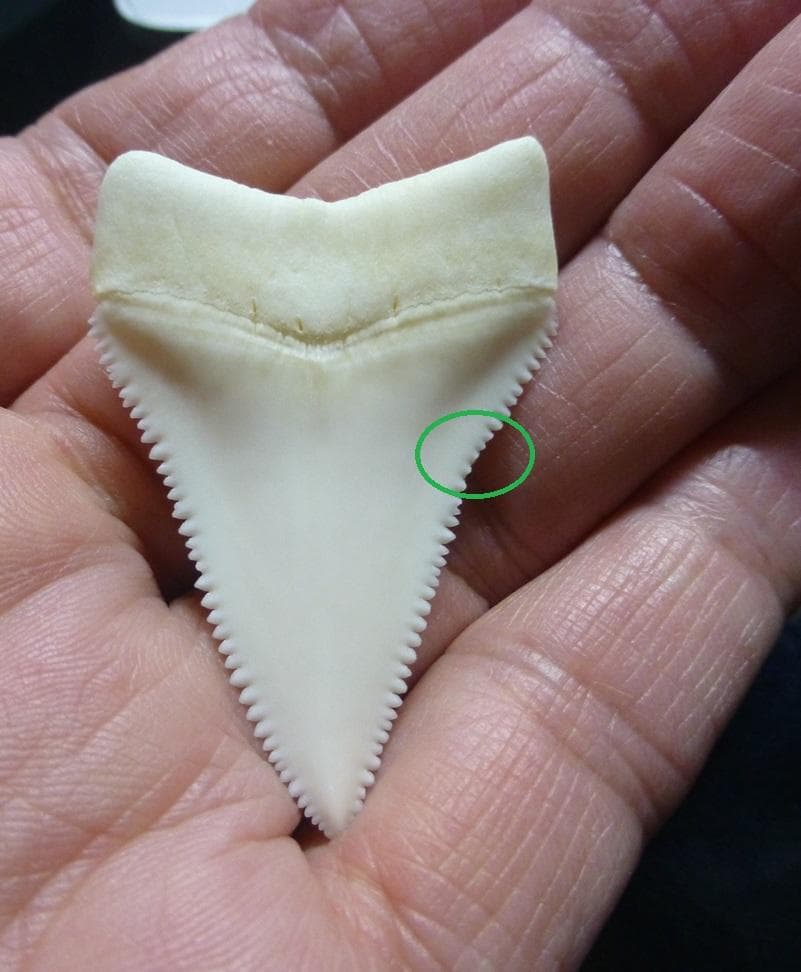 ホホジロザメ（C. carcharias）の歯（A’級）49.9mm