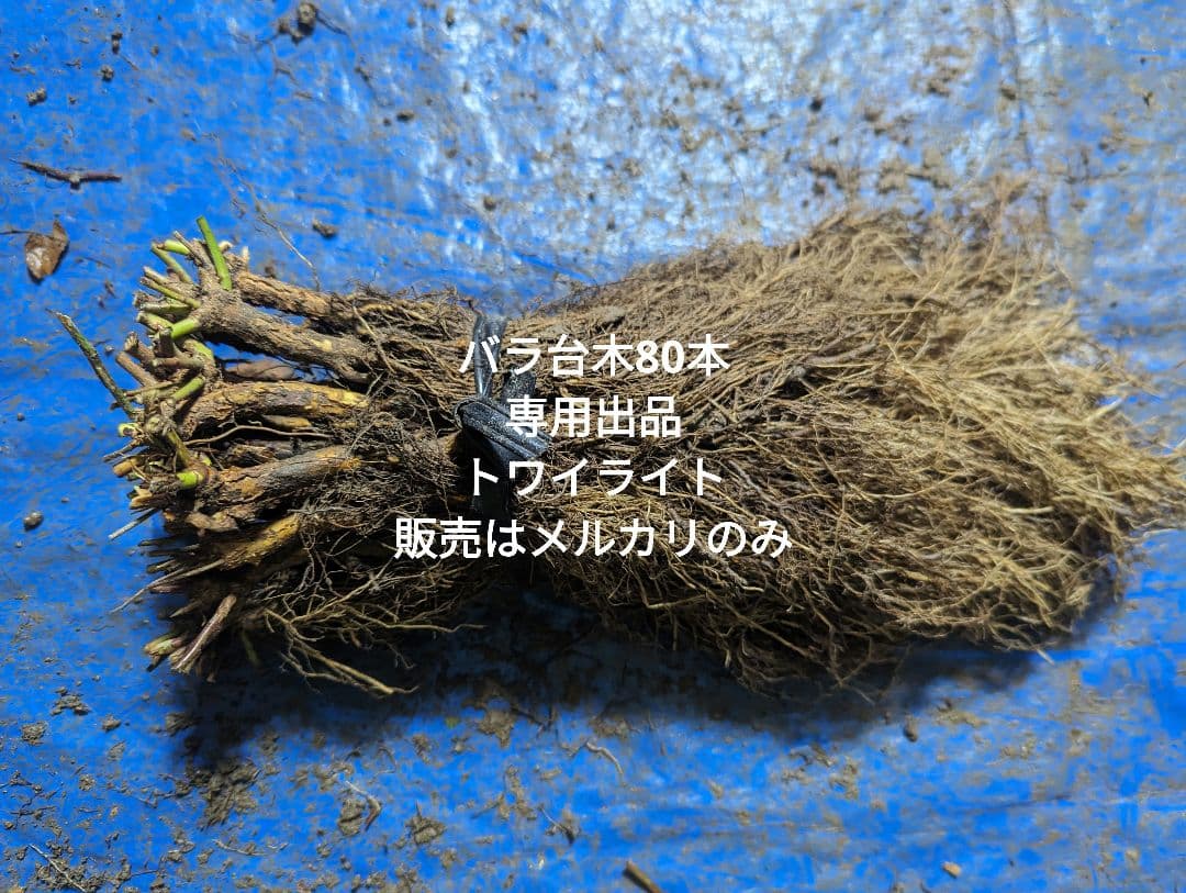 バラ台木80本