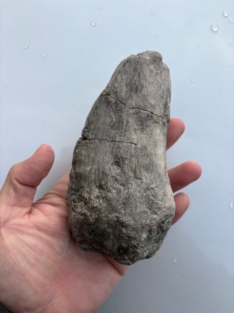 ジュラ紀のアンキロサウルスの棘　化石　恐竜