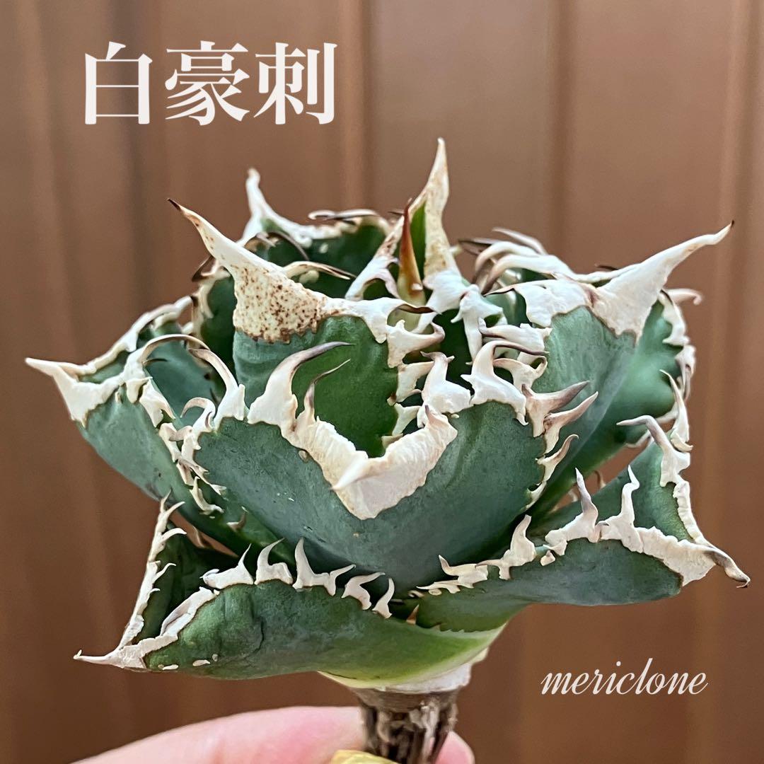 K*S様 【初売りオークション】84 選抜　コンパクト　アガベ　白豪刺　TC