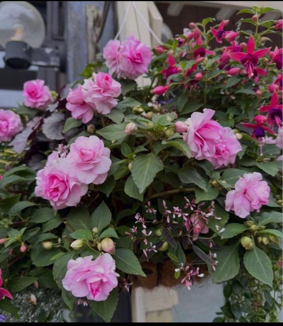 RiRiRi ☆ PARFAGE ☆C65貴重サイズ！　新品 2段折り プレーン ダンガリー/シャンブレー | 芦屋ロサブラン