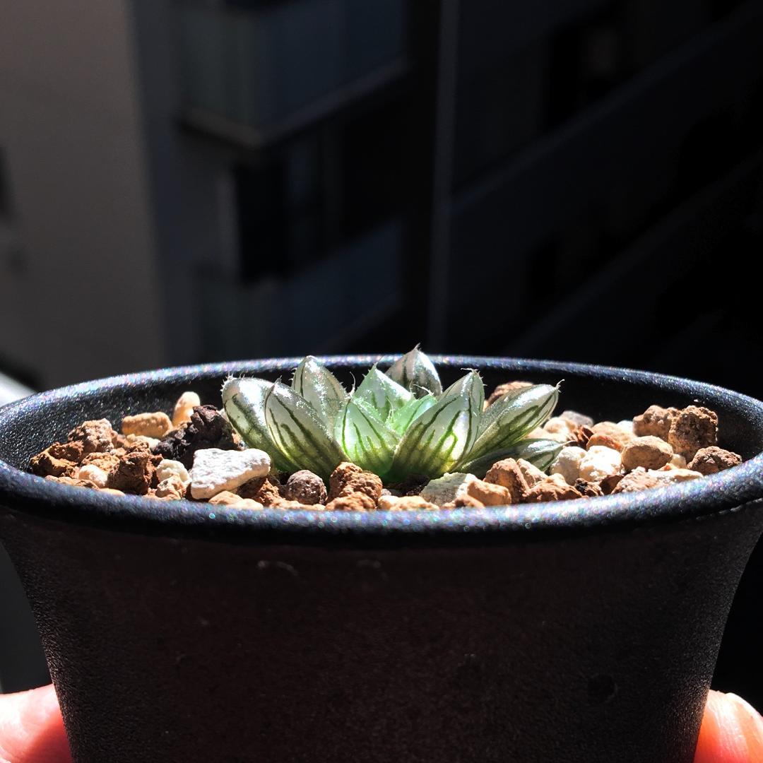 アロカシア マハラニアルボ小芋3個