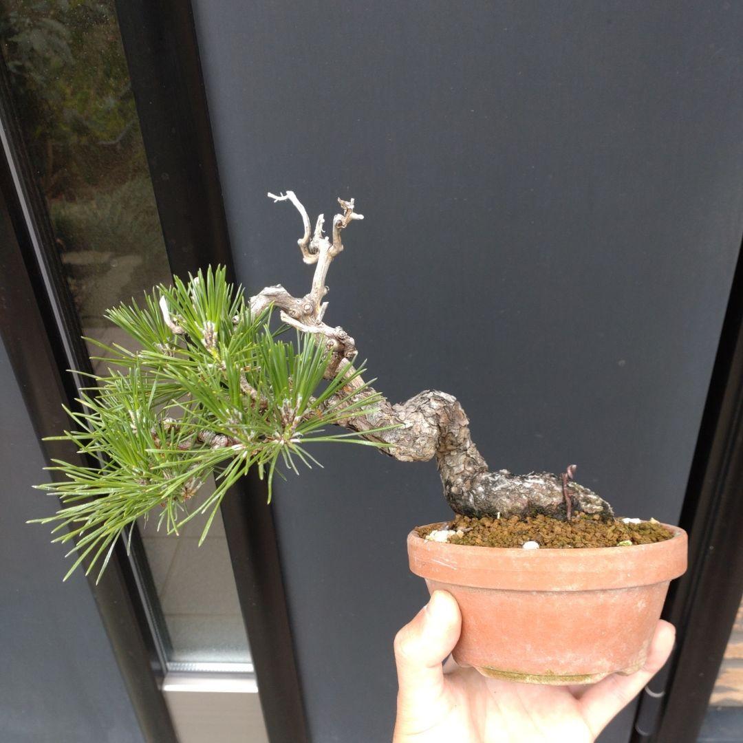 黒松 小品 盆栽 素材