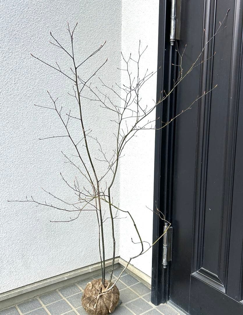 クロモジ（根巻き苗）黒文字 クロモジ苗木 - メルカリ