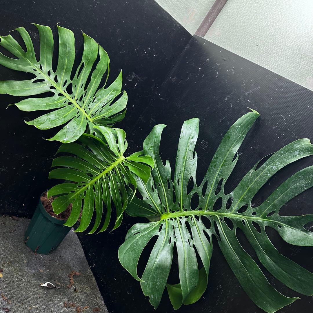 2*4様 モンステラデリシオーサマクロコズム超希少系統鉢植え71㎝