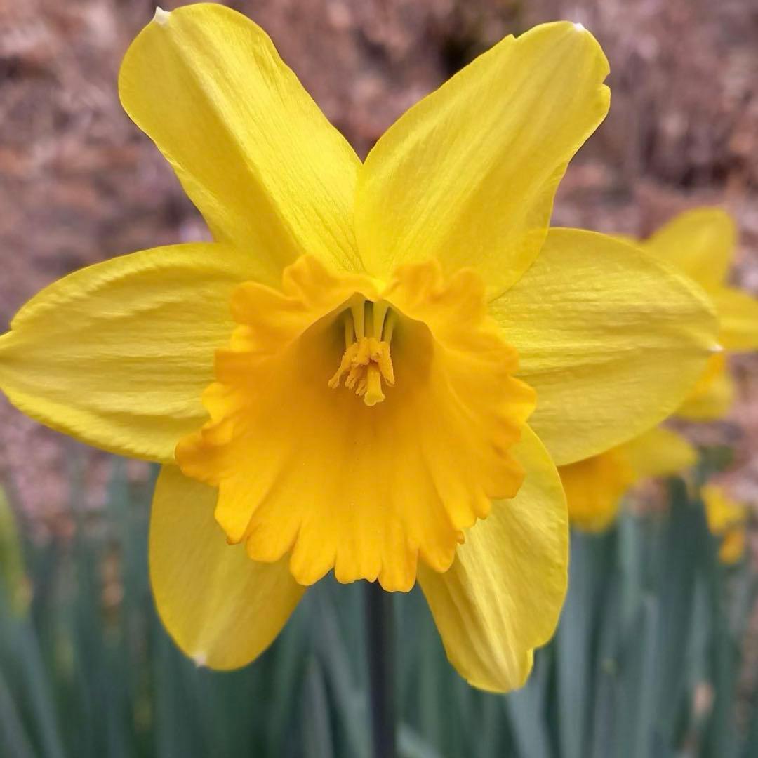 ラッパ水仙 黄色 2球根 - メルカリ
