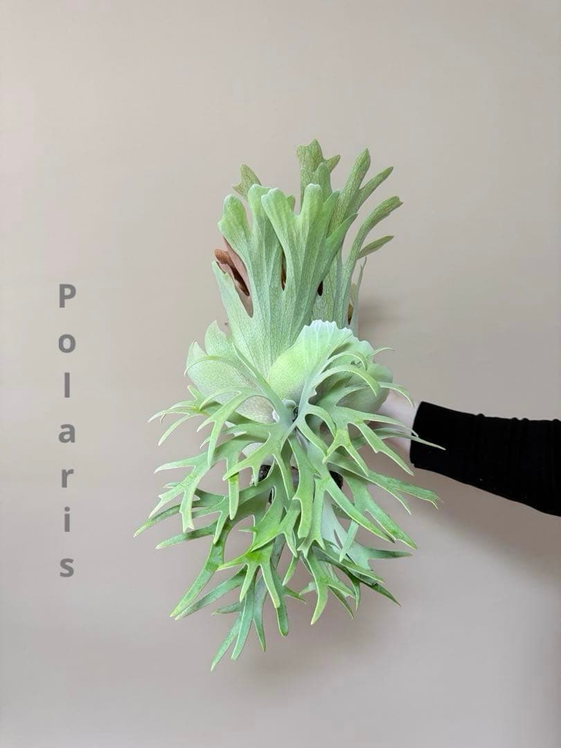 P. willinckii 'Polaris 'ポラリス子株ビカクシダ胞子セット