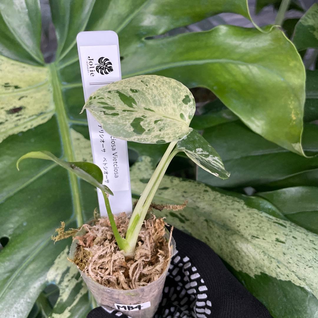 MB4 モンステラ　デリシオーサ　ベトシオーサ　2寸ポリポット　ネコポス発送 11モンステラ デリシオーサ ベトシオーサ 2寸ポリポット ネコポス発送