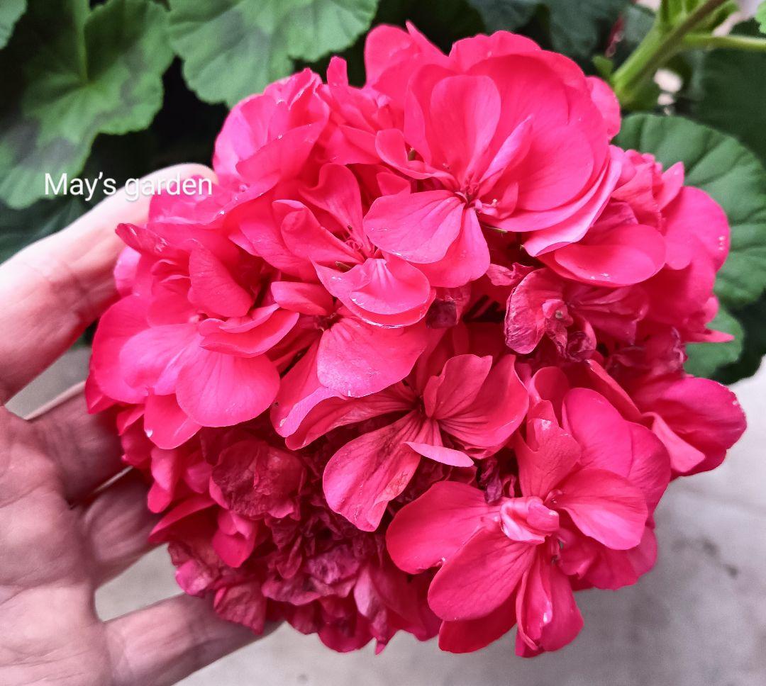 ゼラニウム 濃いピンク 大苗 八重咲 開花苗 花苗 花付き 苗 - メルカリ