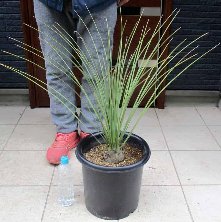 現品】ダシリリオン・ロンギシマム 9号 T85番 - メルカリ