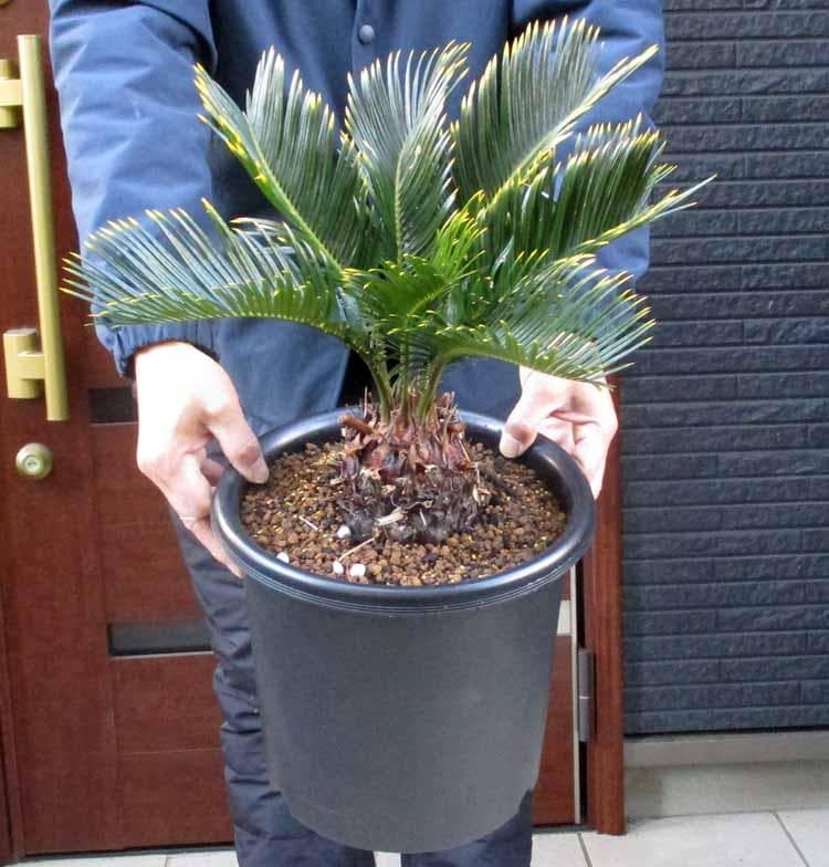 【現品】キンカンソテツ／金冠蘇鉄　8号　ZT番