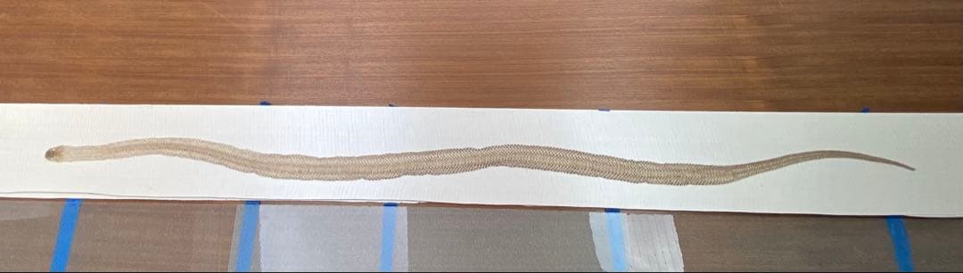 アオダイショウ抜け殻