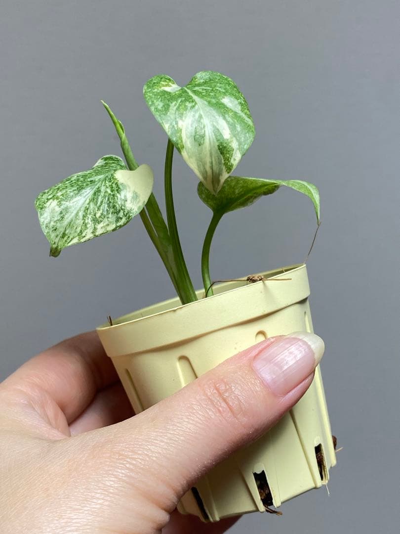 m*r様 【極斑タイプ✨】モンステラ デリシオーサ レガシー 斑入り 希少